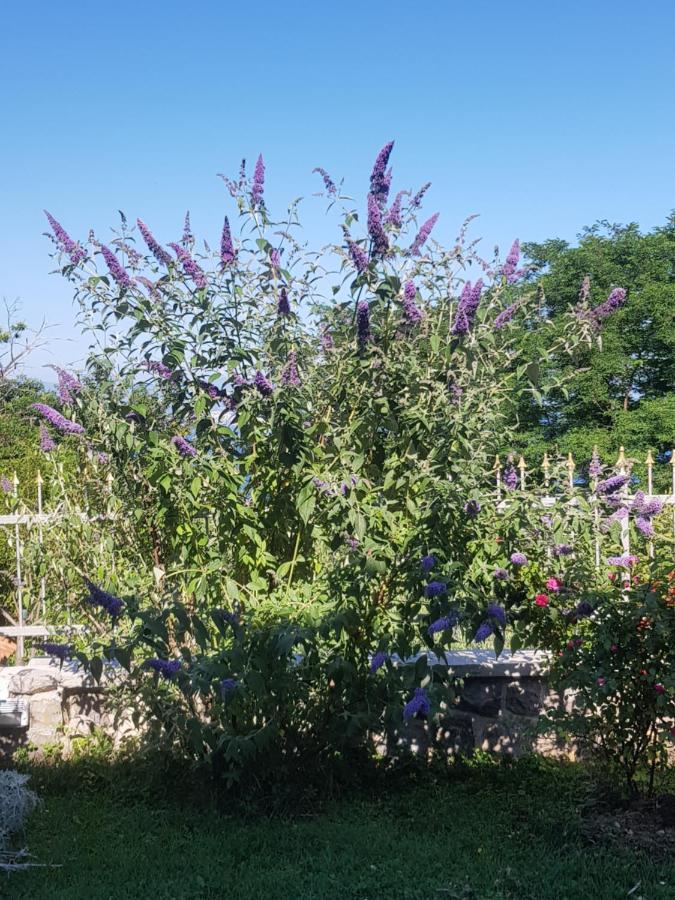 Apartmani Adria 오파티아 외부 사진